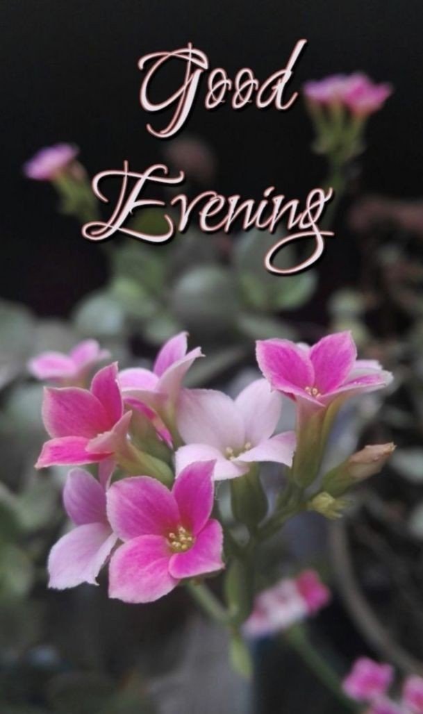 beautiful good evening images for whatsapp