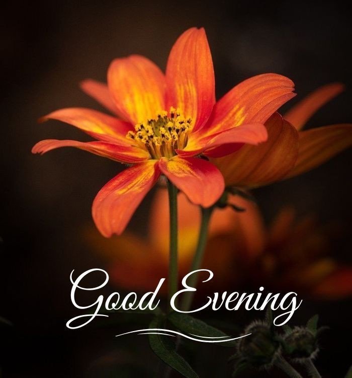 best good evening images