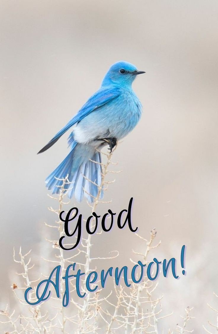 good afternoon images bangla