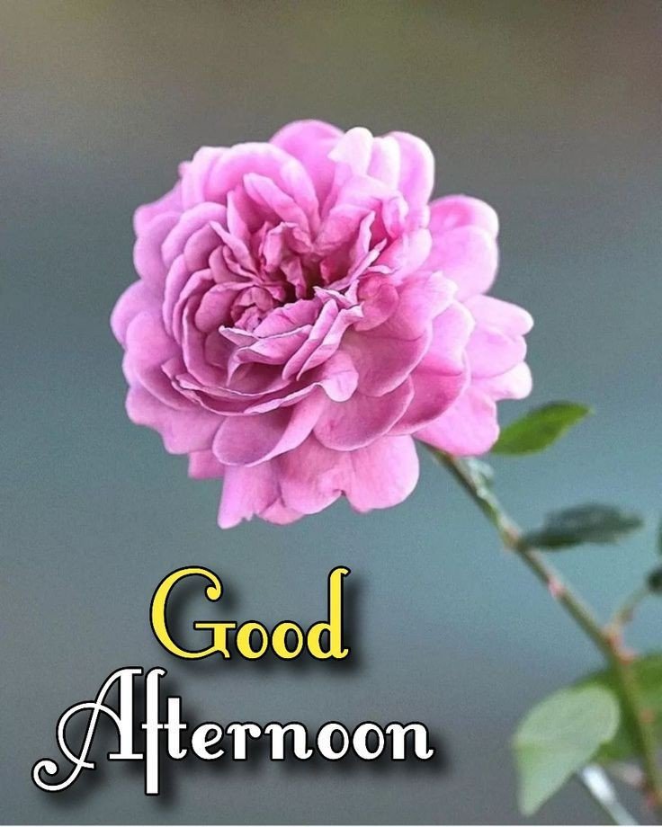 good afternoon images black