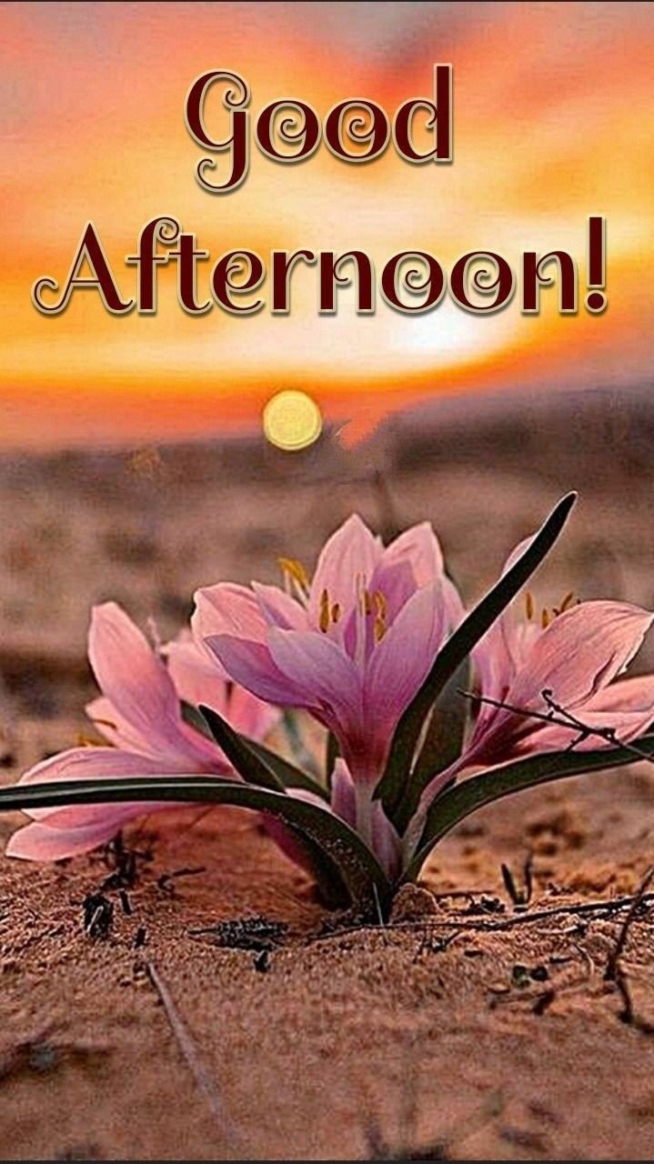 good afternoon pic hd