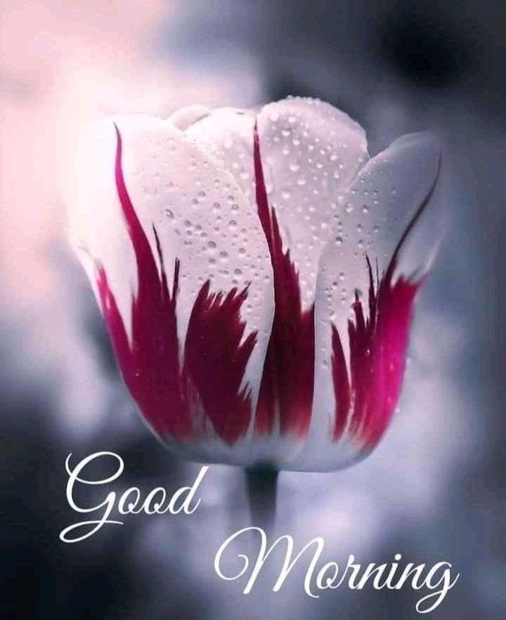 good morning pic funny