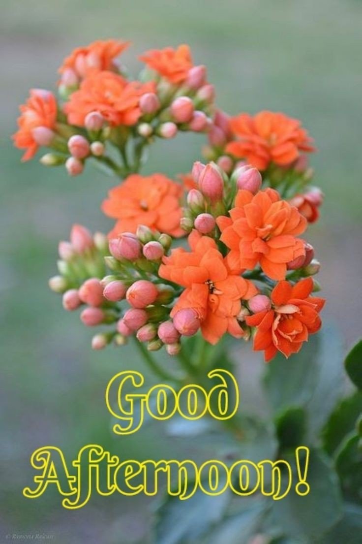 good night pic bengali love