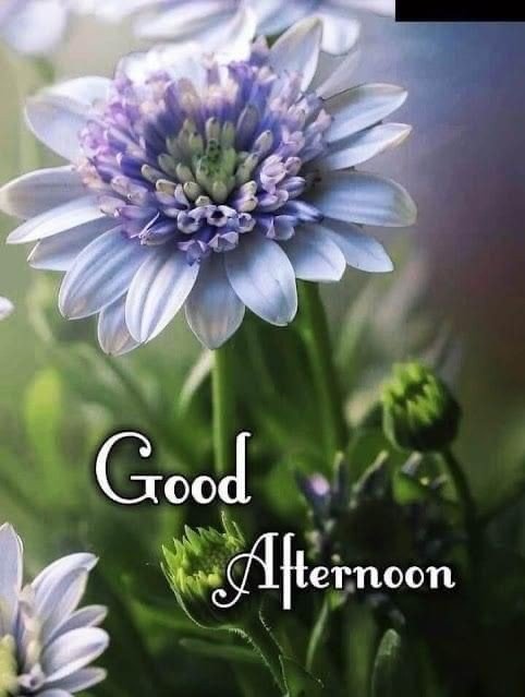 pictures good afternoon