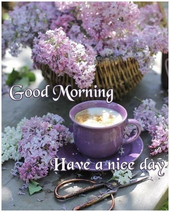 red rose good morning photo